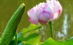 游轮携带多少燃料可以托运?