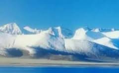 女贞子是树还是花?