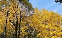 稻壳炭可以种植火棘果吗?