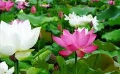 世俱杯前瞻巴黎vs拜仁,皇马vs多特