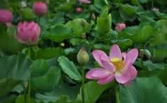 不同货币在国际上的优缺点是什么?