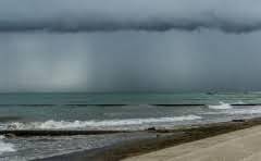 酸角是什么植物?